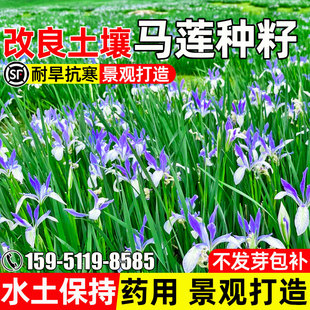 马莲花种子四季播种开花宿根多年生花卉种籽景观打造水土保持花籽