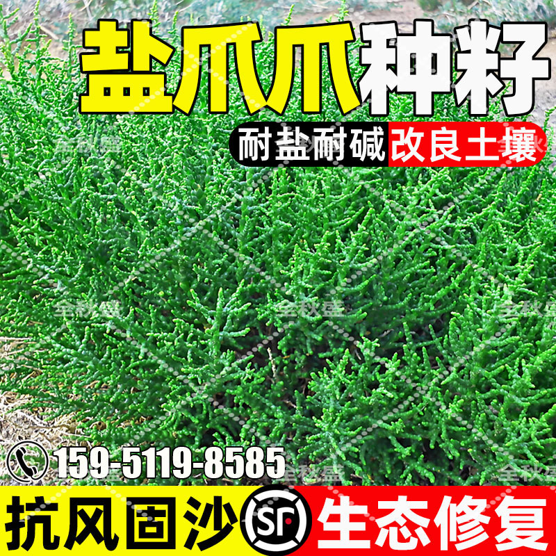 盐爪爪抗风固沙生态修复改善土壤