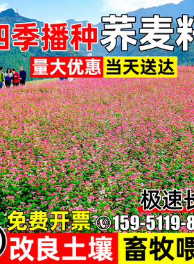 荞麦种子四季高产多年生草籽果园绿肥畜牧养殖耐贫瘠蜜源牧草种籽