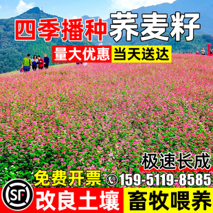 荞麦种子四季高产多年生草籽果园绿肥畜牧养殖耐贫瘠蜜源牧草种籽
