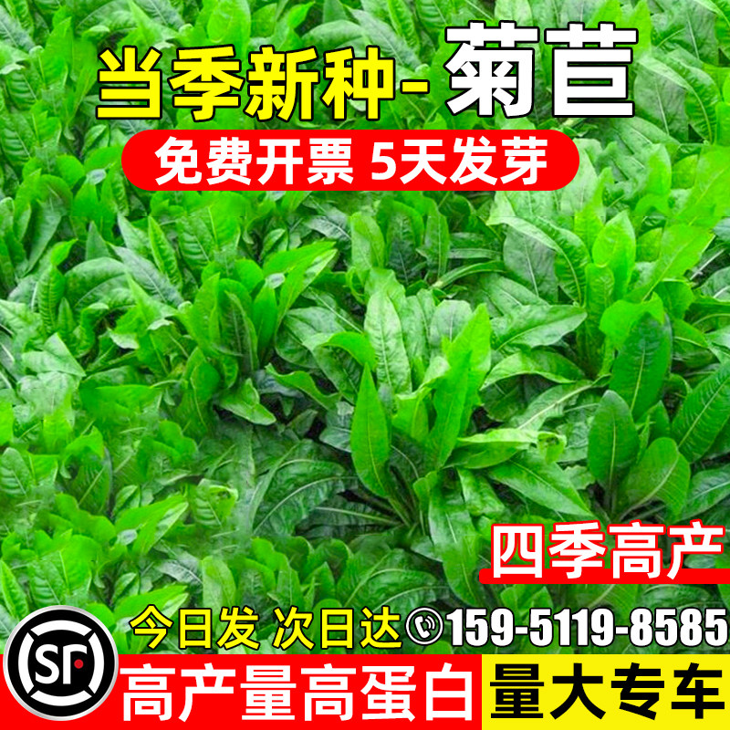 大叶将军菊苣种子四季高产多年生高蛋白畜牧养殖反复收割牧草种籽