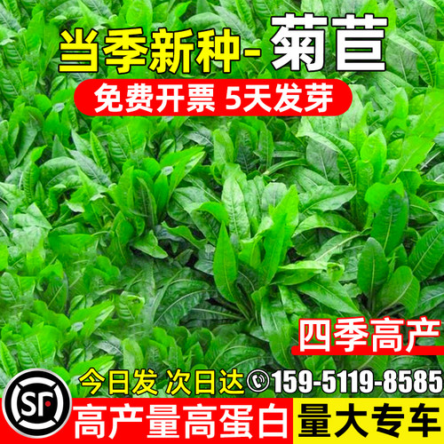 将军菊苣种子大叶菊苣草籽多年生