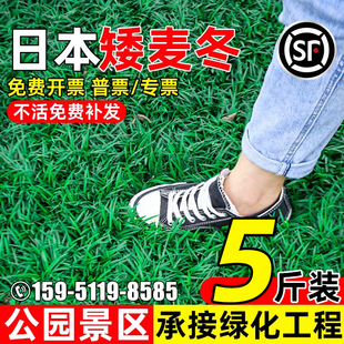 日本矮麦冬草苗耐寒公园景区园林绿化沿阶草草坪植物细叶麦冬草苗