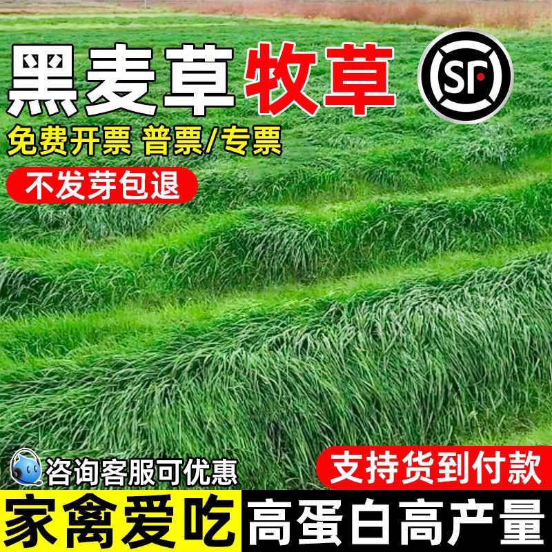 黑麦草种子四季高产多年生牧草种籽高蛋白畜牧养殖家禽喜食草种籽