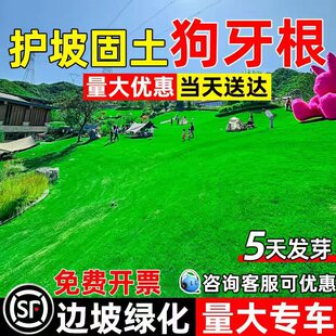 狗牙根草籽护坡固土种籽四季常青耐热耐旱边坡工程复绿草坪草种子