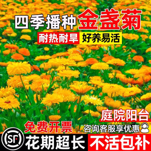 重瓣金盏菊花种籽四季播种花卉种子庭院阳台楼顶小区耐热耐旱花籽