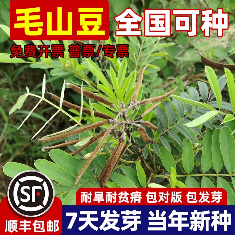 山毛豆种子护坡固土荒山造林草籽