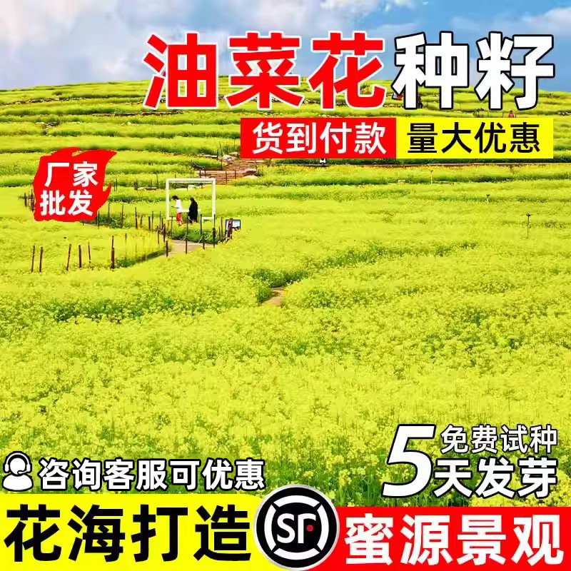 油菜花种子四季播种七彩油菜高产