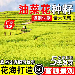 观赏油菜花种子高产榨油油菜七彩油菜籽景区花海耐旱花种籽子四季