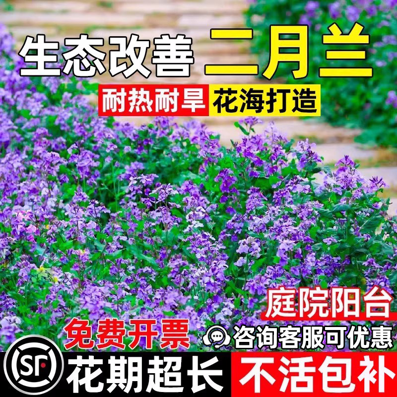 二月兰花子公园景区阳台野花组合