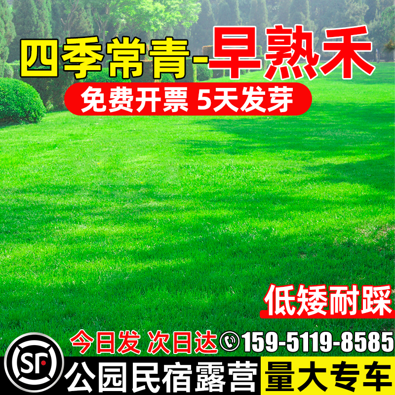 早熟禾草坪草籽耐寒种子公园民宿