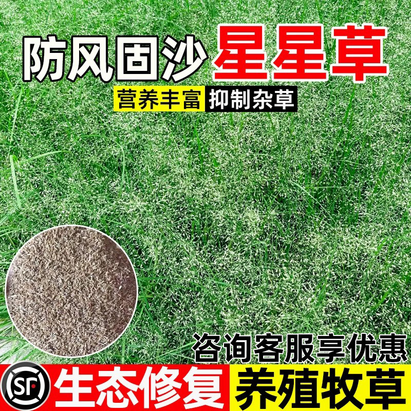 星星草防风固沙生态修复畜牧养殖