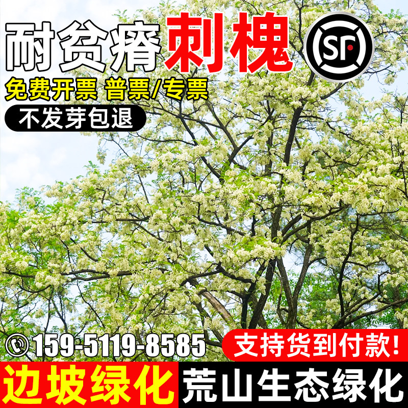 刺槐种子边坡绿化多年生生态复绿