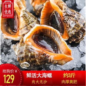 【3斤活海螺】鲜活新鲜超大海螺特大海鲜贝壳类生鲜特产野生香螺