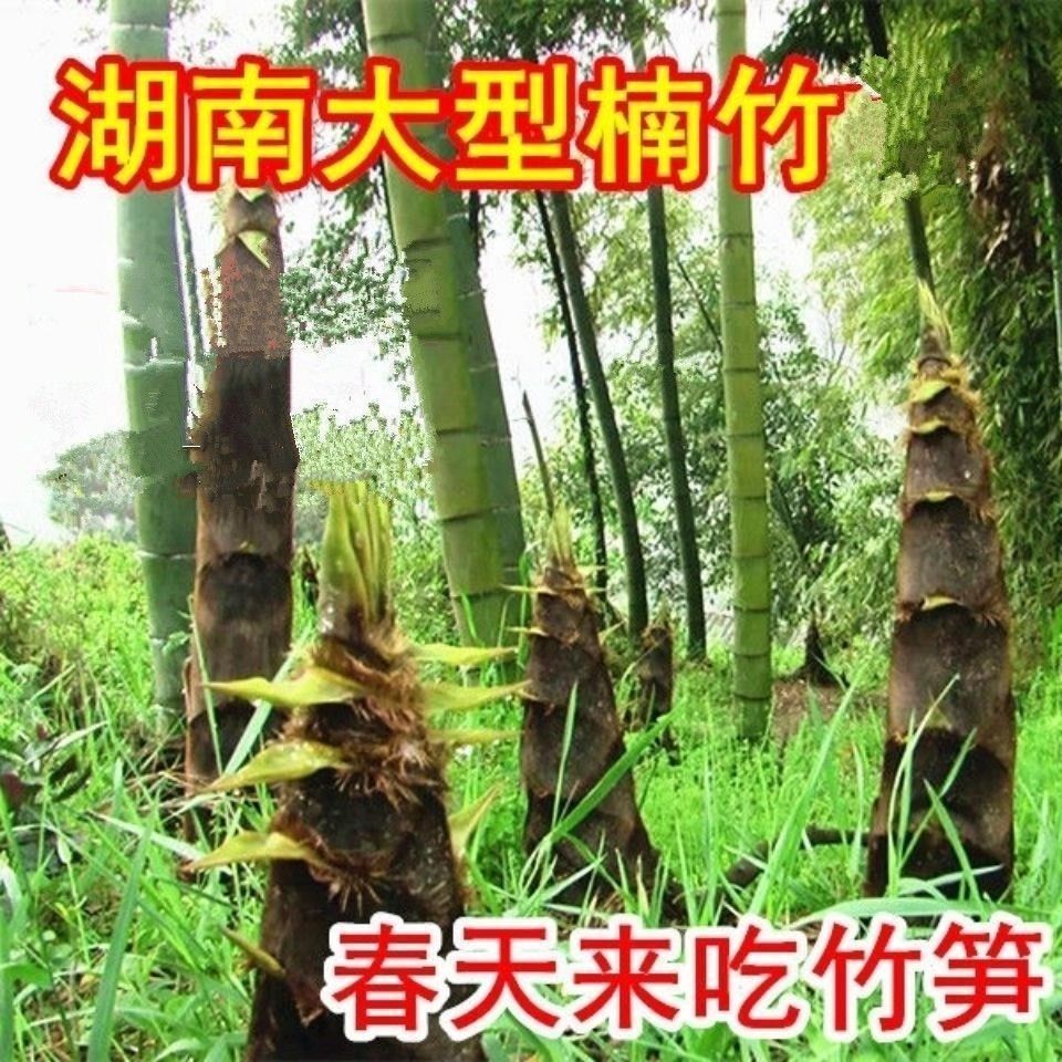 楠竹大型毛竹种子青竹苗籽刚竹种子四季竹子雷竹食用竹笋种子竹种_虎窝淘