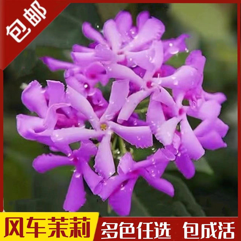 风车茉莉爬藤植物大苗紫色络石藤驱蚊耐热易活庭院阳台四季常青