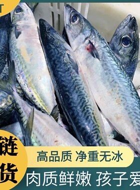 大青占鱼花仙鱼青花鱼鲭鱼鲐鱼鲐鲅鱼青鱼新鲜野生深海海鱼海鲜