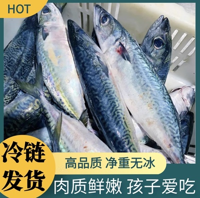 大青占鱼花仙鱼青花鱼鲭鱼鲐鱼鲐鲅鱼青鱼新鲜野生深海海鱼海鲜