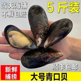 净重5斤青口贝鲜活新鲜非特大海虹淡菜野生贻贝海红海鲜水产贝类