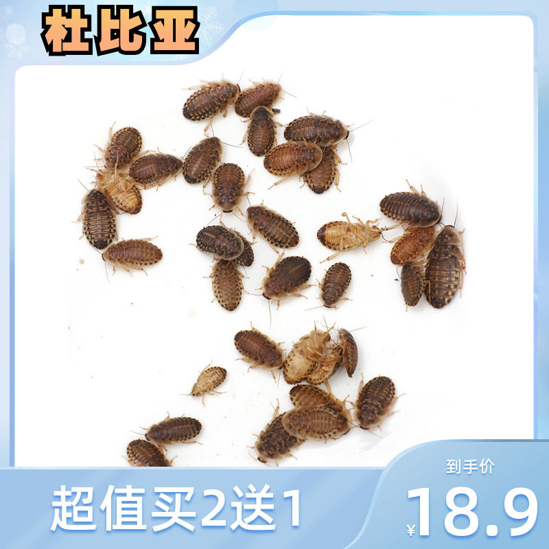 爬宠杜比亚蟑螂活虫宠物幼体鬃狮蜥蜴守宫饲料高蛋白鸟食鱼粮