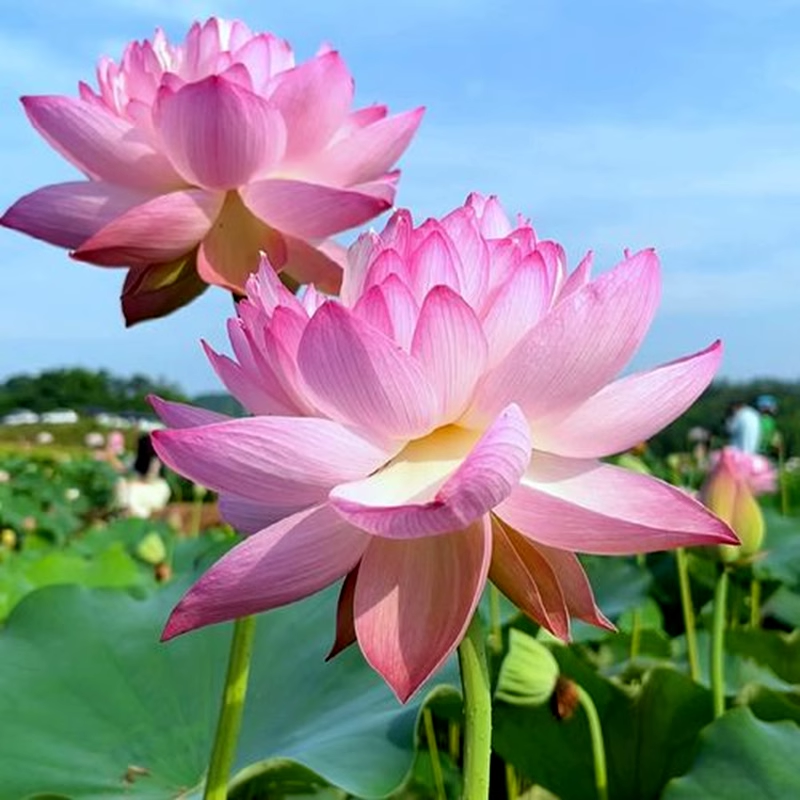 水培莲藕种根苗荷花盆栽水养莲