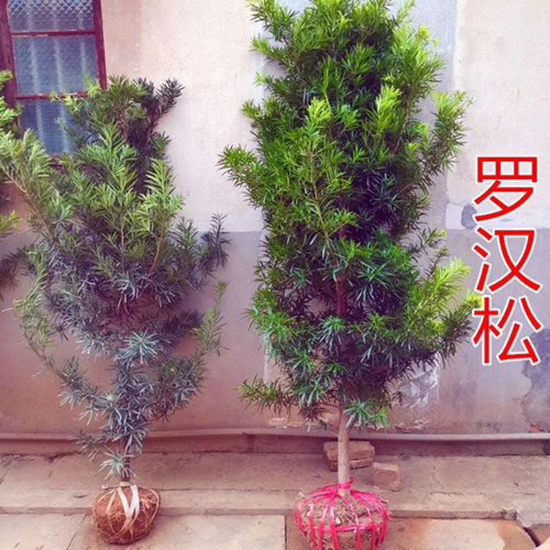 罗汉松树苗珍珠米叶小叶中叶雀舌苗大树老桩盆栽盆景四季常青植物