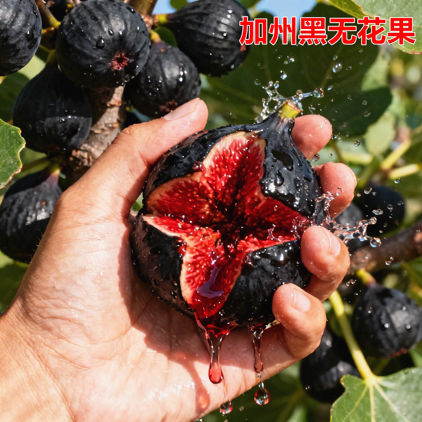 无花果树果苗特大加州黑无花果树苗耐寒黑色使命无花果苗盆栽地栽
