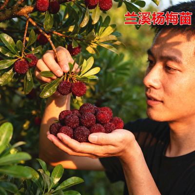 正宗嫁接黑炭杨梅苗当年结果