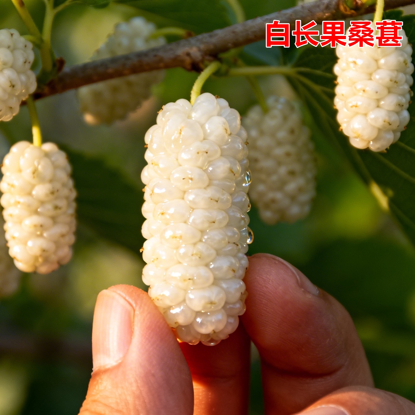 白长果桑葚树苗香金葚果苗特大号耐寒北方南方食用养蚕当年结果苗