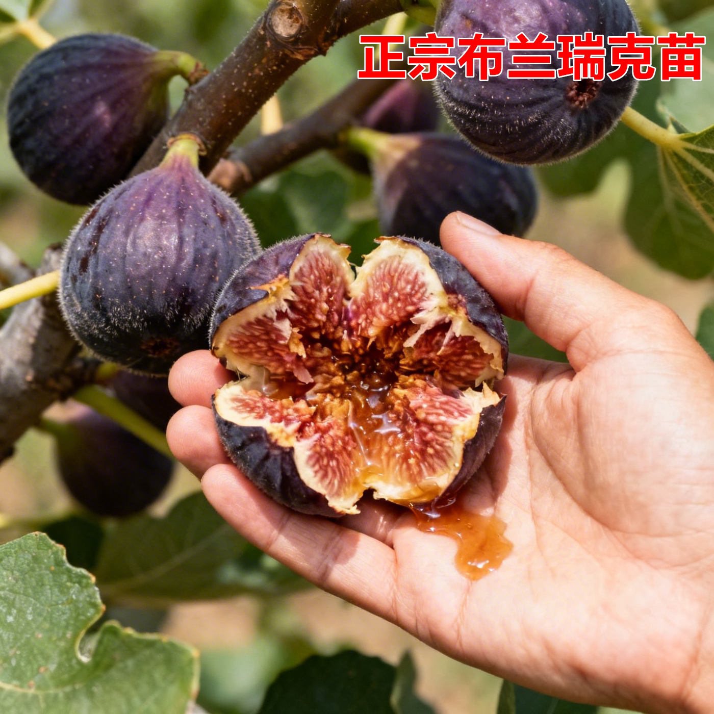 耐寒无花果树苗盆栽阳台地栽特大糖心布兰瑞克无花果苗南北方种植