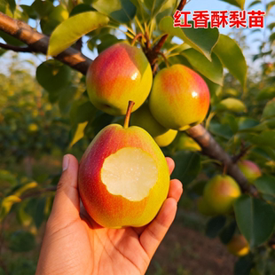红香酥梨树果苗嫁接南方北方新品种活苗特大种植盆栽耐寒当年结果
