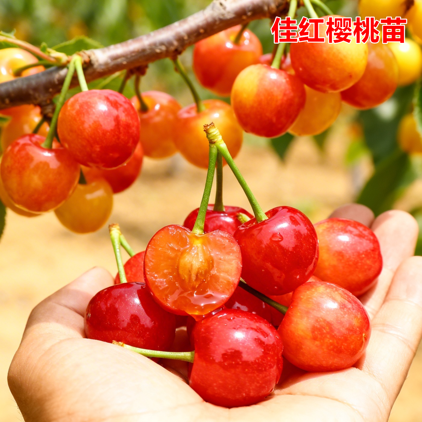 硬佳红樱桃苗嫁接脆甜黄蜜大樱桃树苗盆地栽北方南方种植当年结果