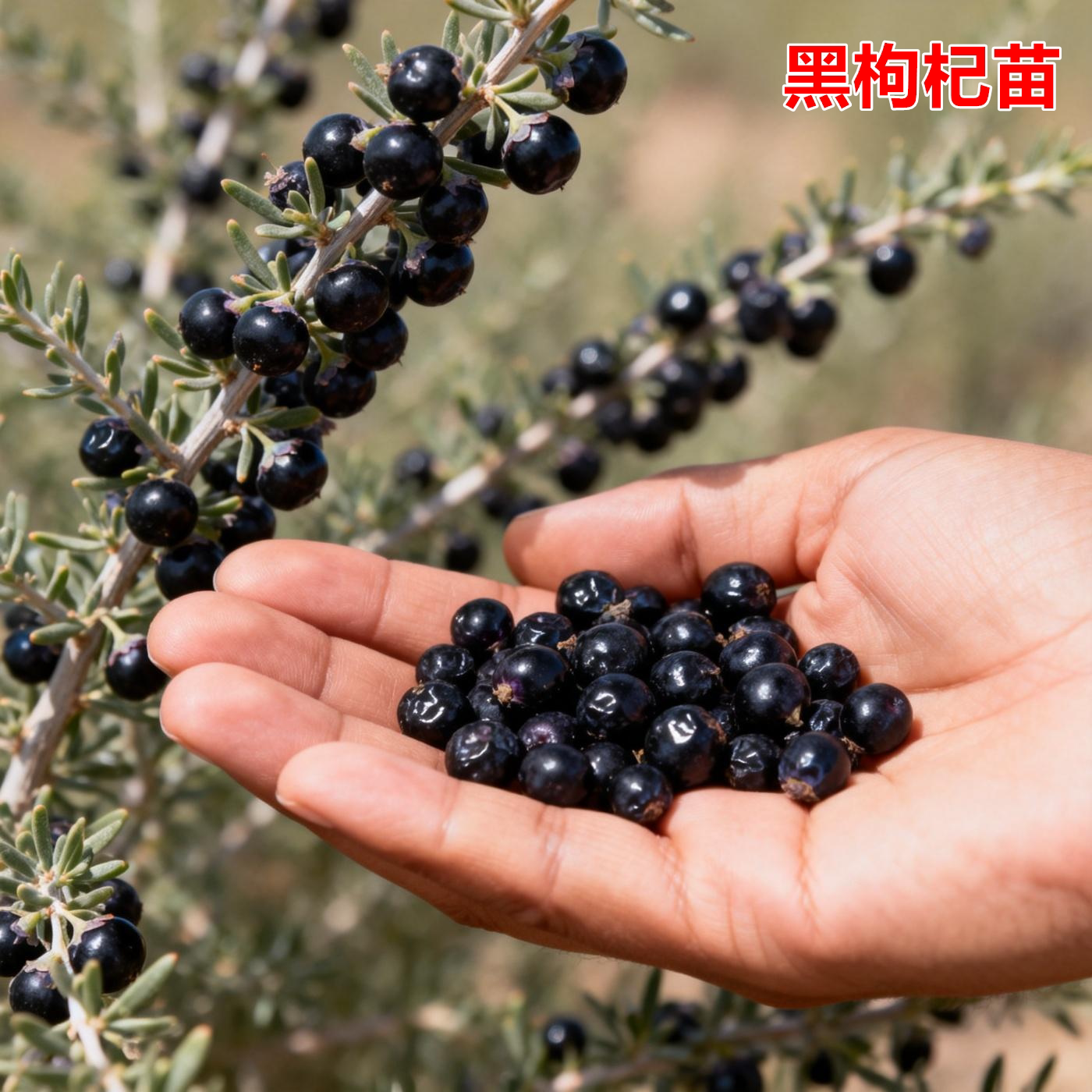 枸杞树苗盆栽当年结果南北可种图片