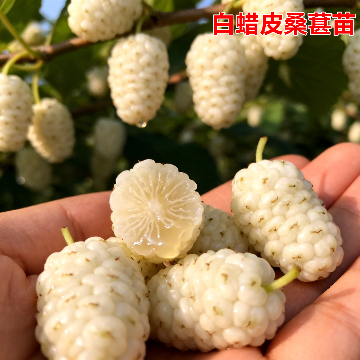 韩国白珍珠果桑树苗白蜡皮白桑葚苗阳台盆栽果树白桑果苗 果桑苗