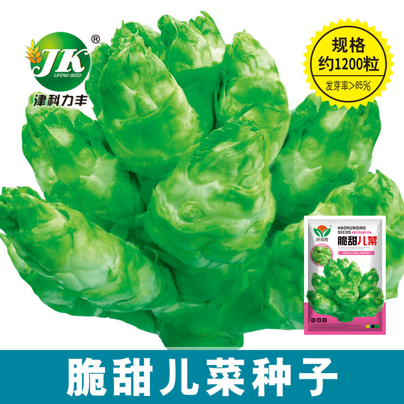 儿菜种子四川特产四季播娃娃菜抱子芥菜秋季蔬菜种子早熟易种原装