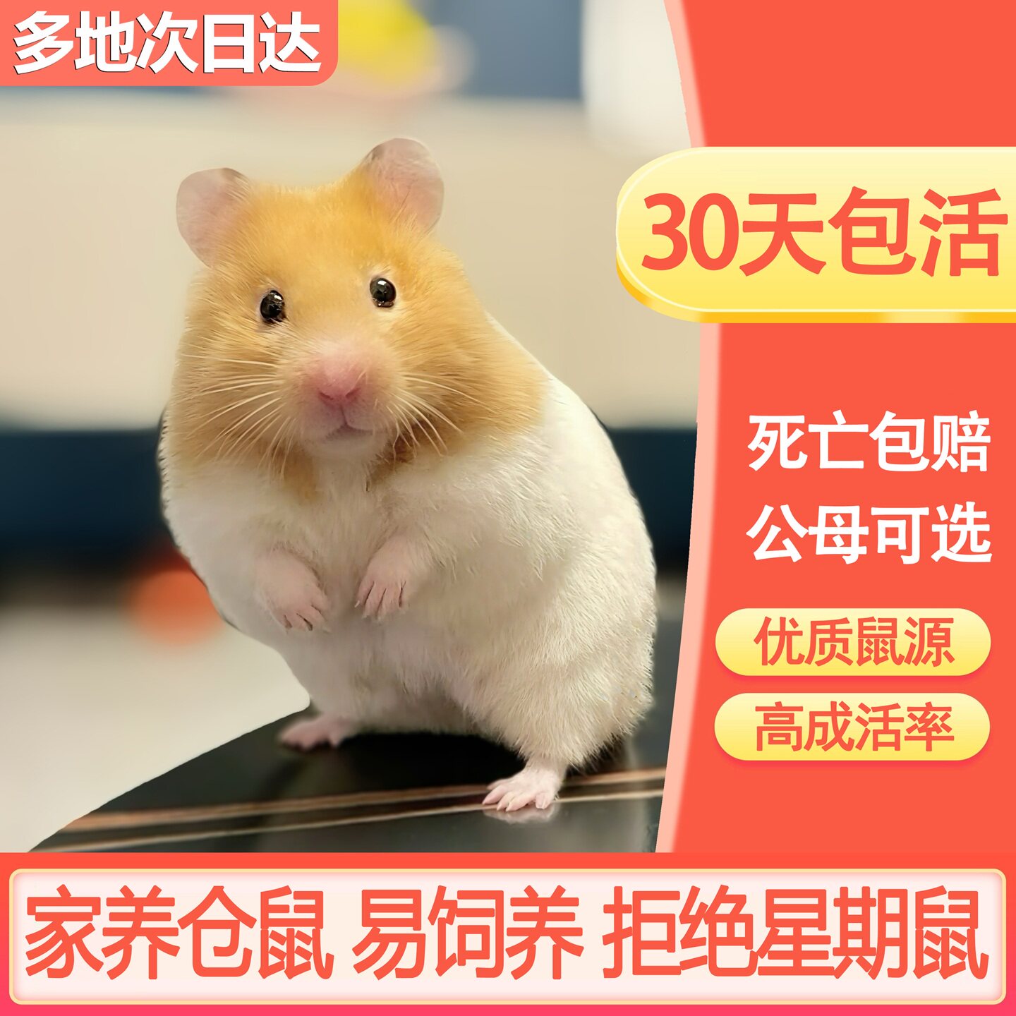 仓鼠活物家养金丝熊可爱健康包活