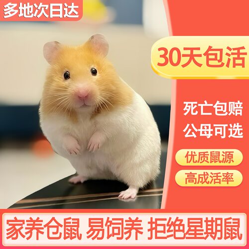 仓鼠活物家养金丝熊可爱健康包活