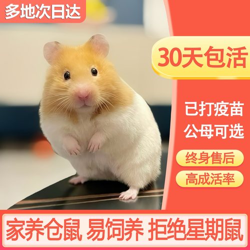 仓鼠活物金丝熊已打疫苗包活健康