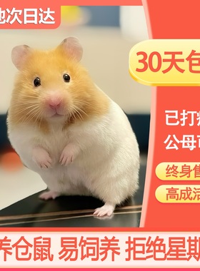 仓鼠活物已打疫苗家养金丝熊一对银狐布丁紫仓奶茶公婆小苍鼠活体