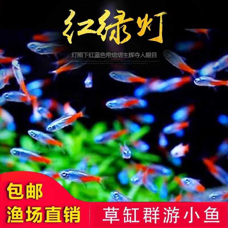 酷渔灯科鱼红绿灯淡水群游热带鱼
