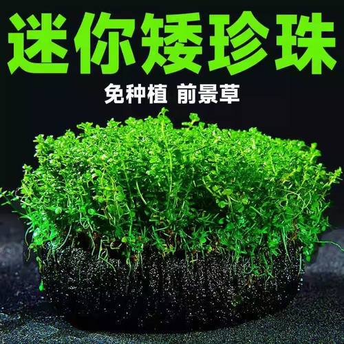 迷你矮珍珠小坨草水培净化水质