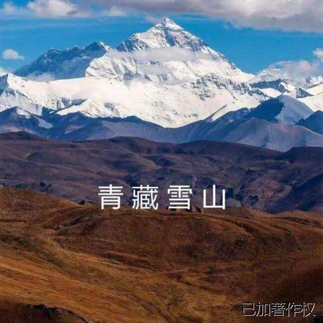 雪特灵茶精养青藏产生雪山三宝选无EMP硫原生态纯天然