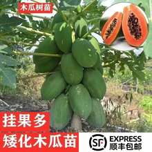 改良矮化木瓜树苗冰糖牛奶红肉木瓜大青水果黄金木瓜苗四季种植