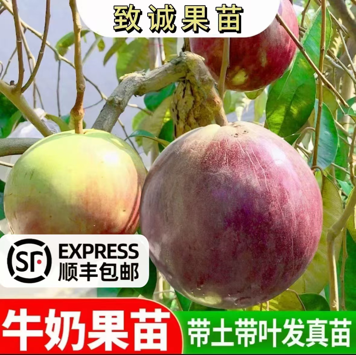 越南牛奶果嫁接苗星苹果苗热带果苗 紫龙 金星果牛奶果树苗地栽