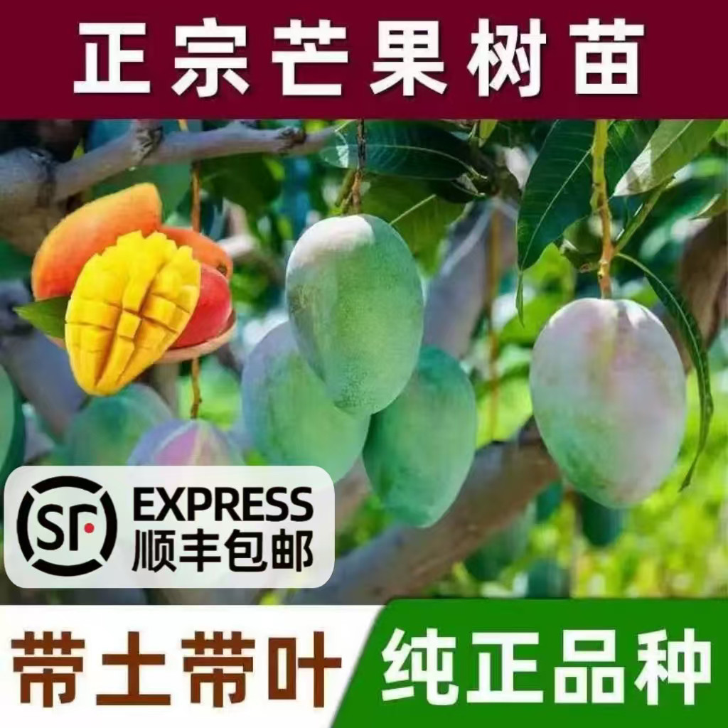 芒果树苗嫁接特大金煌芒不活补发