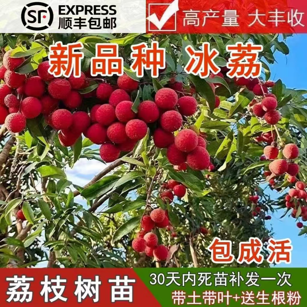 荔枝树苗仙桃荔妃子笑仙进奉桂味冰荔苗树庭院阳台无核荔枝树苗
