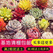 多肉植物组合盆栽新手好养精品肉肉套装 办公室花卉小盆栽懒人植物