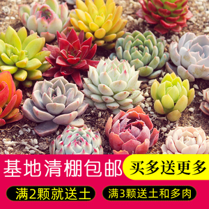 多肉植物组合盆栽新手好养精品肉肉套装办公室花卉小盆栽懒人植物