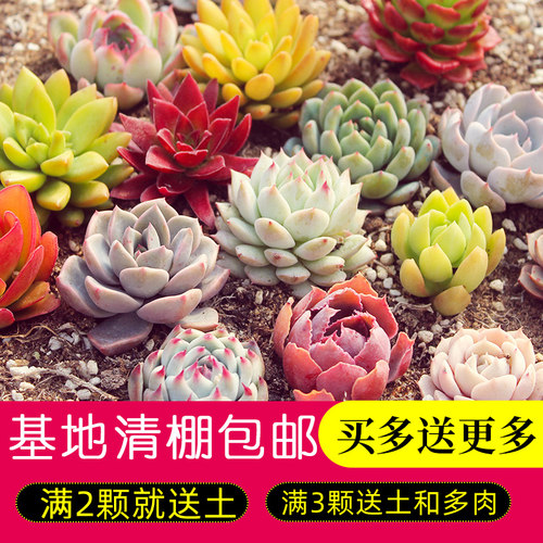 新手好养阳台多肉植物懒人植物