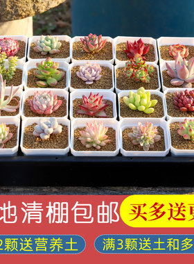多肉植物含盆铺面套装新手办公室